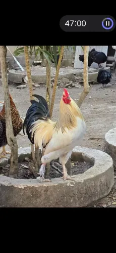 Galo Mestiço Brahma Light (09 meses)