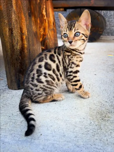 Bengal Cat Filhote 