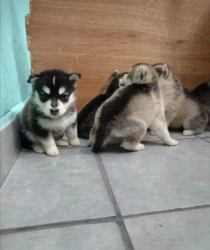 Filhotes de Husky Siberiano | Faça sua escolha!