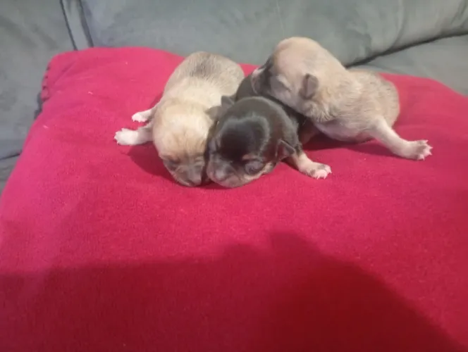 Filhotes de chihuahua a venda