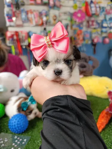 Shih tzu fêmea mini com 47 dias $2.100,00