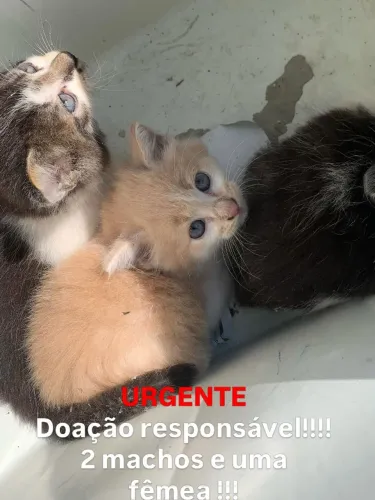 DOAÇÃO 3 GATINHOS