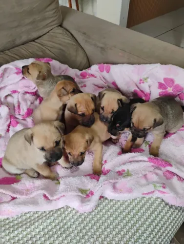 Doação de 7 filhotes cachorro