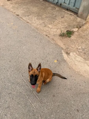 Cachorro filhote de pastor belga 