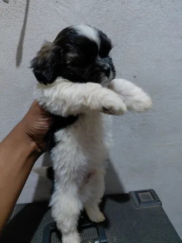 Shi-tzu