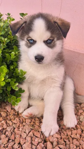 Filhotes de Husky Siberiano 