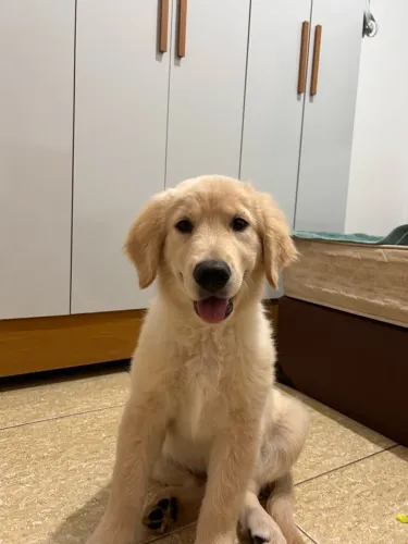 Golden - 4 meses