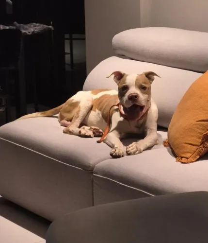 Cachorro para adoção responsável