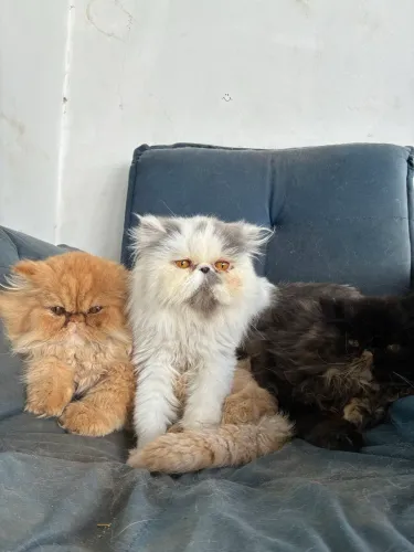 Gatos persas 2 fêmea e 1 macho  SOMENTE UBERLÂNDIA 