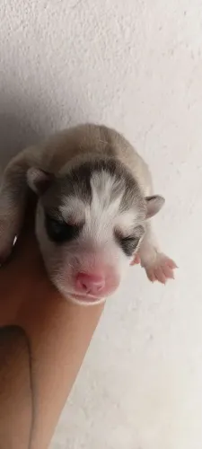 Filhotes de Husky Siberiano