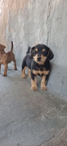 Cachorro a venda