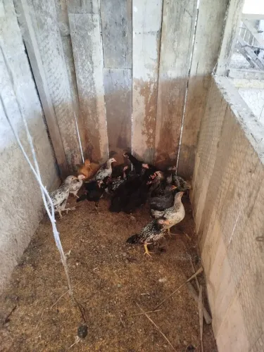 Vende-se frangas e frangos caipiras