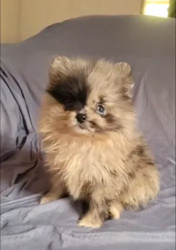 LULU DA POMERANEA 