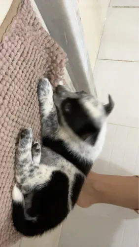 Border collie