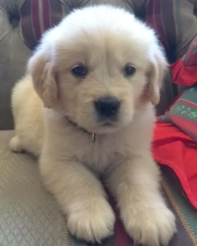 Golden Um cachorrinho assim transforma qualquer casa em lar