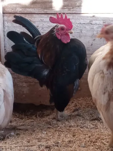 Lindo terno. 3 Exemplares de Serama à Venda A Menor Raça de Galinha do Mundo