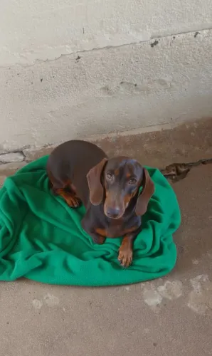 Macho dachshund disponível para cobertura