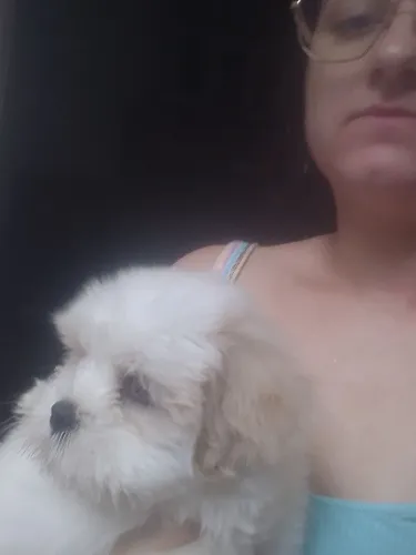 Vende-se cachorrinha Lhasa Apso
