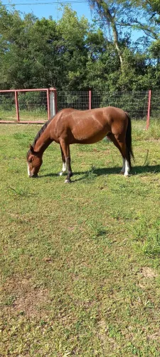 Cavalo crioulo registro