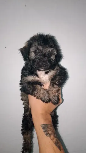 Filhote pastor english sheepdog