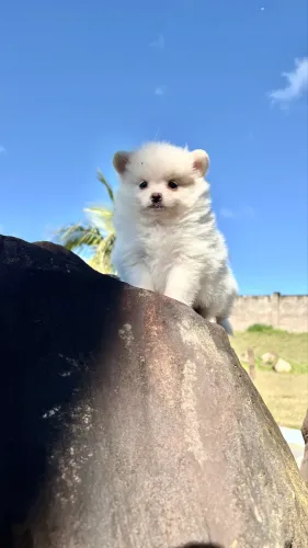 Spitz Alemão fêmeas 
