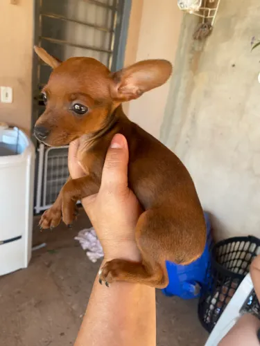 Pinscher femea n 1
