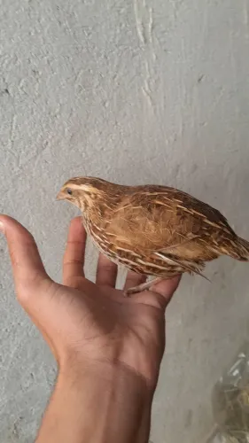 Codorna Japonicas 