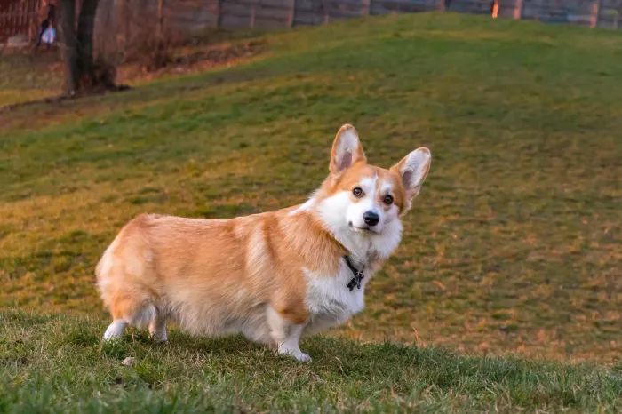 Filhotes de Corgi Pembroke Oficiais 