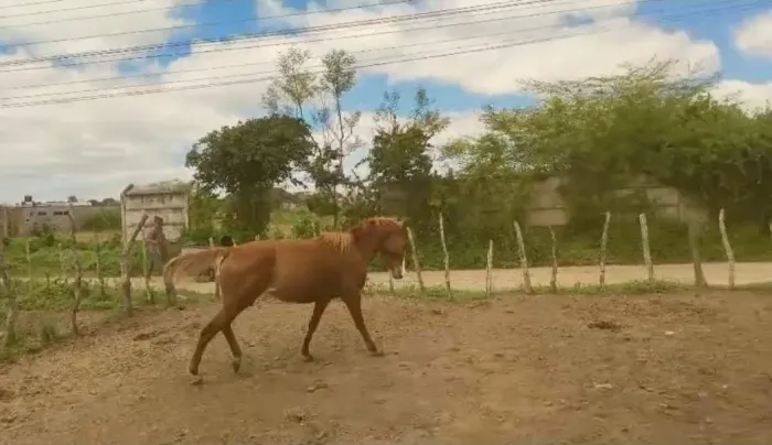 Vendo potro