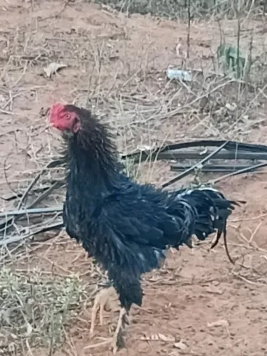 Frango arrepiado 