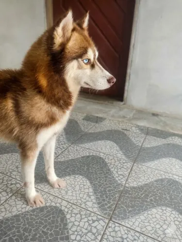 Procuro namorada