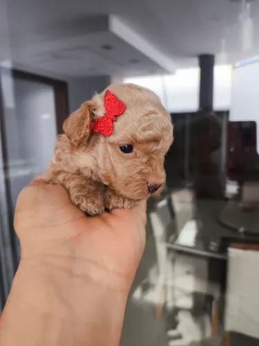 Poodle M.Toy