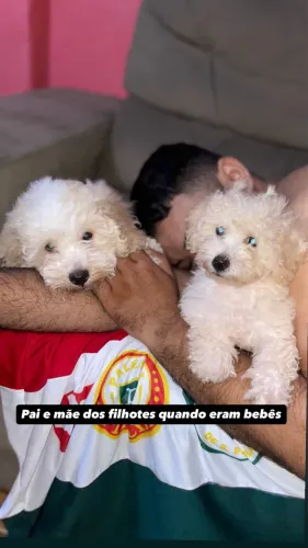 Poodles