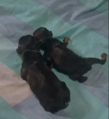 Filhotes de pinscher zero com zero.