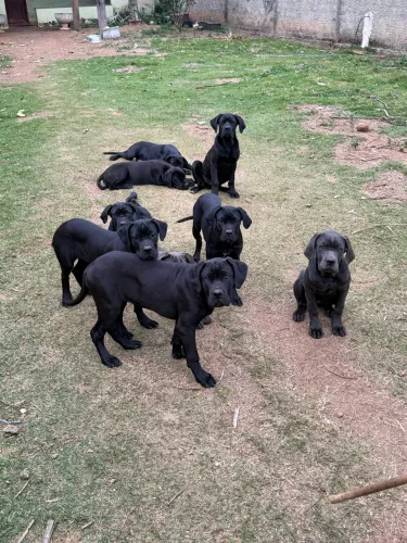 Filhote cane Corso