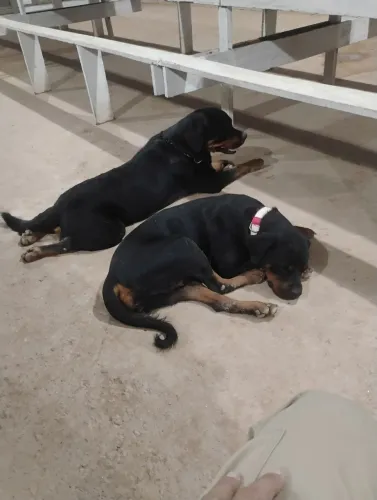 Rottweiler a venda adulto 