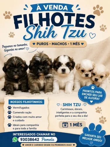 Filhotes de Shih Tzu Machos Disponíveis 
