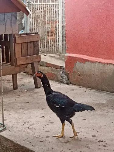 Galos índio