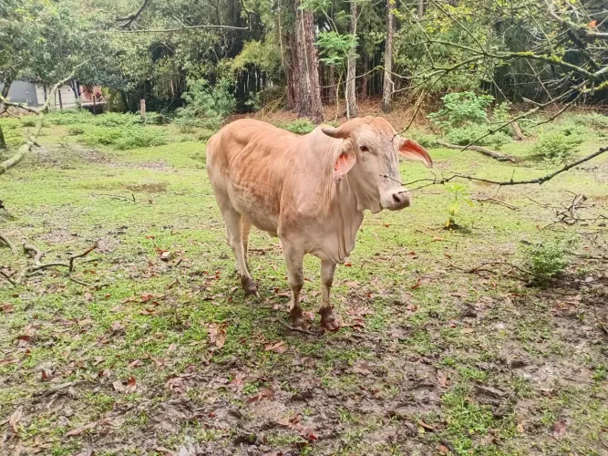 Vendo novilha e vaca com um bezerro de 90 dias