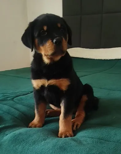 Fêmea ROTTWEILER