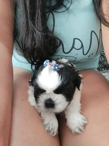 Filhotes de Shitzu apenas 1 macho disponível 