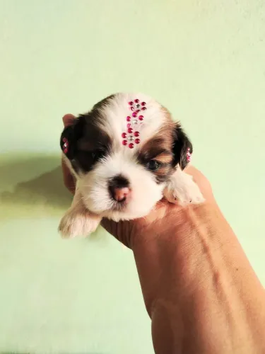 Shih tzu 