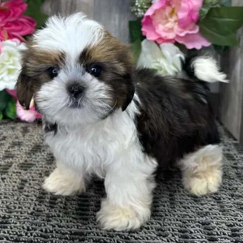 Shih tzu: O dengo em forma de filhote está te esperando