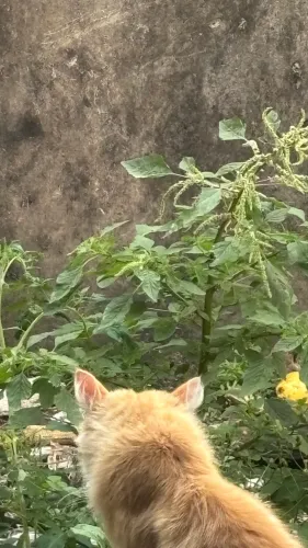 Doação 2 gatos