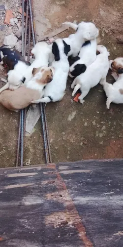 Cachorrinho 
