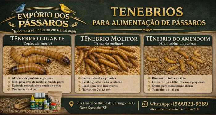 Tenebrio molitor e Tenebrio gigante