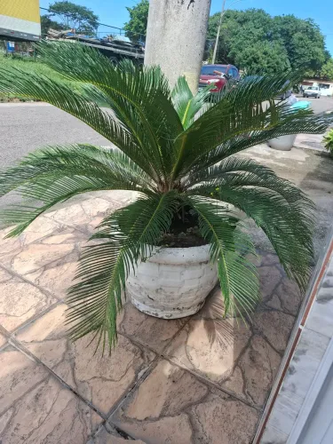 Planta Sagu-de-jardim (Cycas)