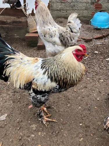 Galos