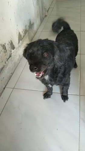 Poodle femea 3anos