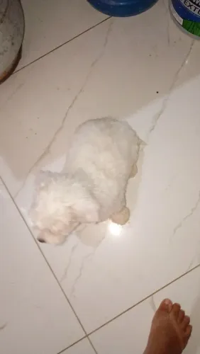 Poodle toy com maltês 3 meses